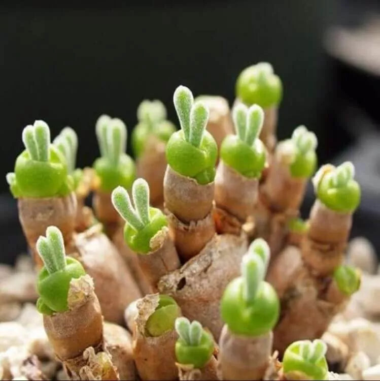 Monilaria Obconica Bunny Succulent Seeds Pack of 100 – Unique Bunny-Shaped Leaves for Indoor Gardening