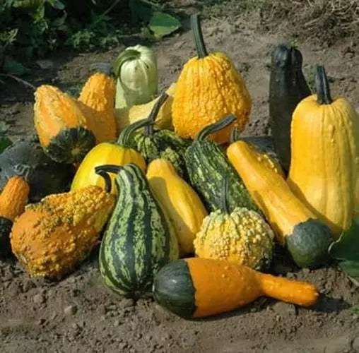 Lunch Lady Gourd Seeds – Exotic Cucurbita pepo Vining Pumpkin for Planting, 10 Seeds