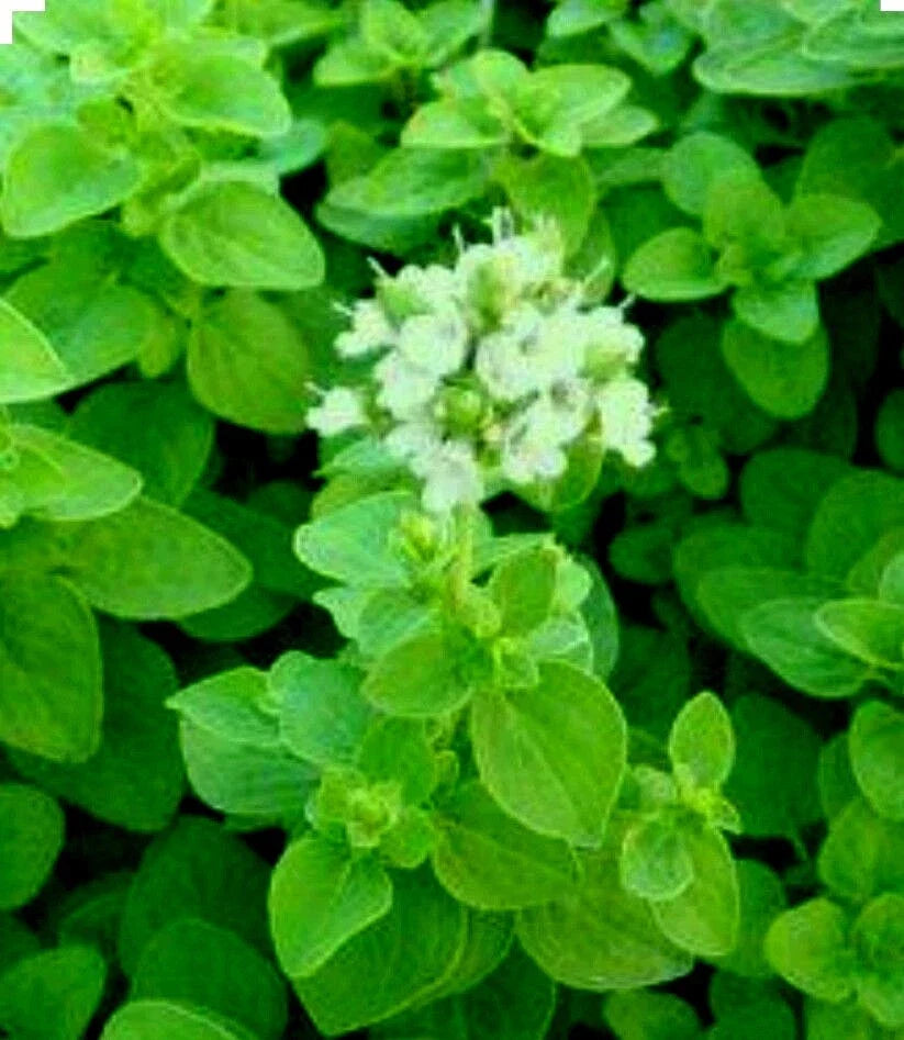 Sweet Marjoram Seeds 300+ Non-GMO Culinary & Medicinal Herb Majorana hortensis