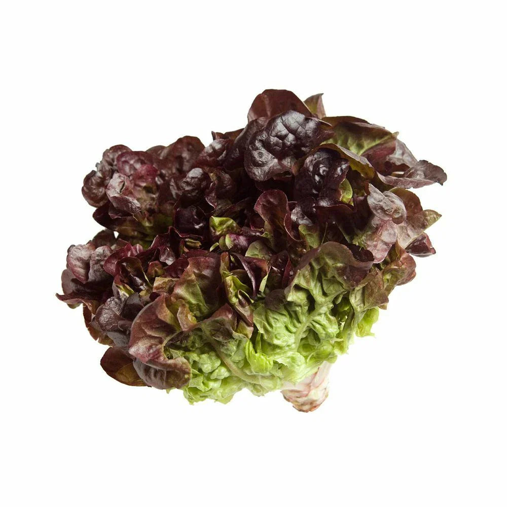Oak Leaf Red Lettuce Seeds Bulk - Crisp Loose Leaf Variety Lactuca sativa