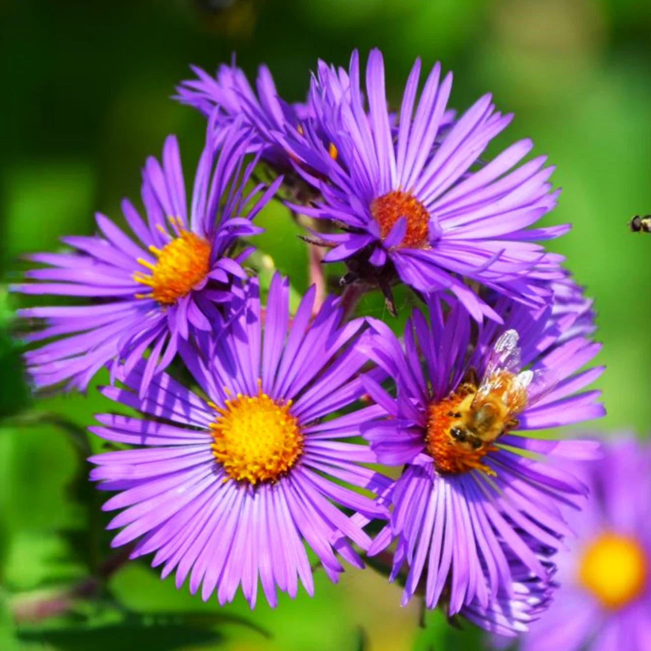 Tahoka Daisy Seeds – Prairie Aster, Purple Wildflower, Aster tanacetifolius, Native Plant, Drought-Tolerant, Pollinator-Friendly