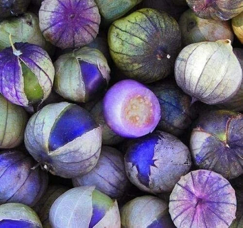 Coban Purple Tomatillo Seeds - 100 Count - Exotic Physalis ixocarpa for Salsa & Garden