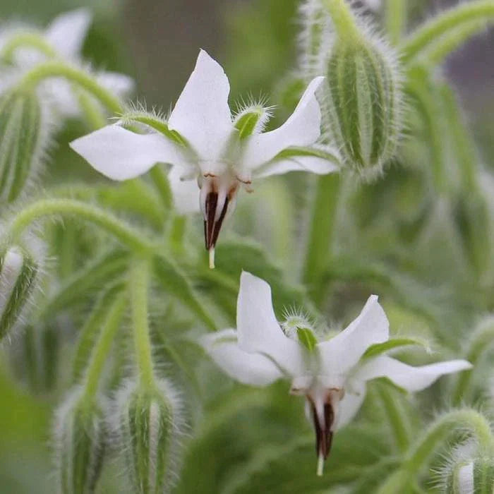 White Borage Seeds Bianca Variety Heirloom NON-GMO Starflower Tailwort