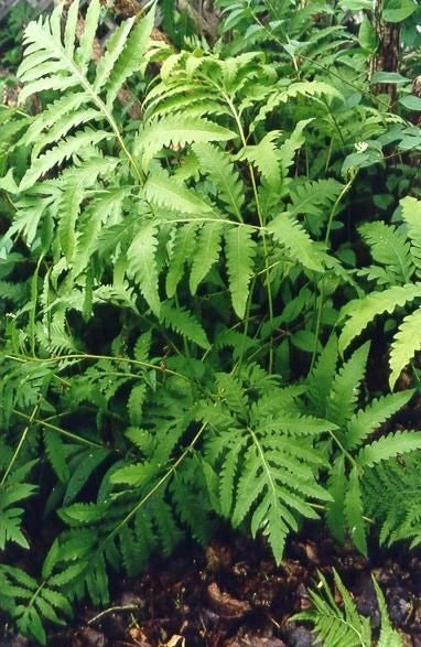 Sensitive Fern Bare Root Plants – 5 Native Woodland Ferns – Onoclea sensibilis – Shade-loving, Low Maintenance, Erosion Control