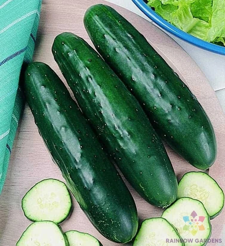 Fanfare Cucumber Seeds Pack – Cucumis sativus – 25+ Non-GMO Garden Seeds for Home Growing, Climbing Vine, Crisp & Sweet Cucumbers