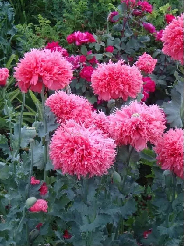 Heirloom Peony Poppy Seeds - 200+ Pack - Papaver Paeoniflorum - Gorgeous Blooms for Gardens & Cut Flowers