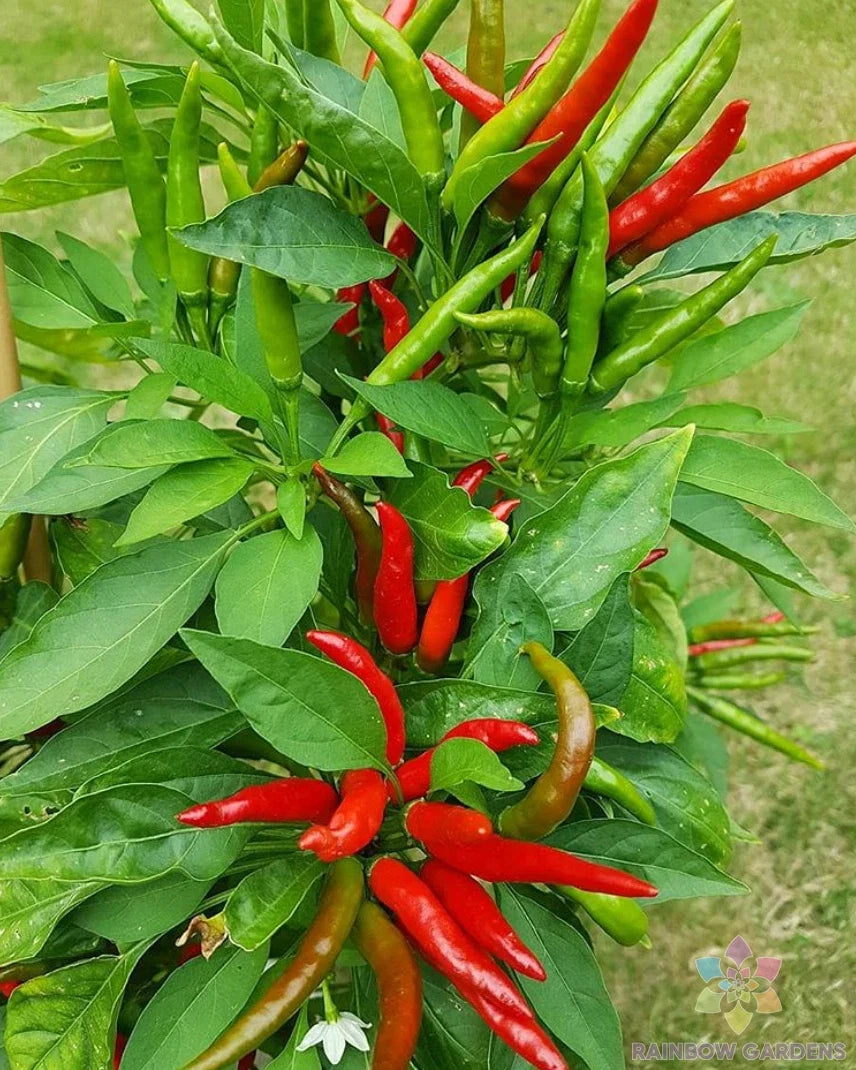 Tien Tsin Hot Pepper Seeds – Capsicum annuum, Spicy Red Peppers, Garden or Container Planting, 25 Seeds