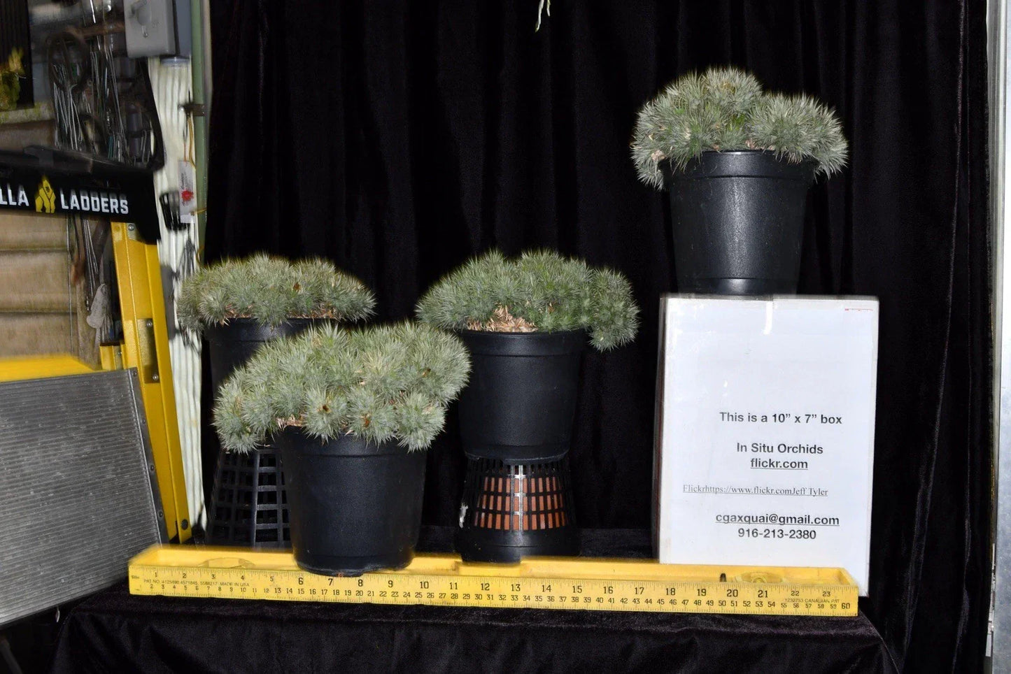 Deuterocohnia brevifolia Small Succulent Plant - Hardy Bromeliad for Indoor & Outdoor Gardens