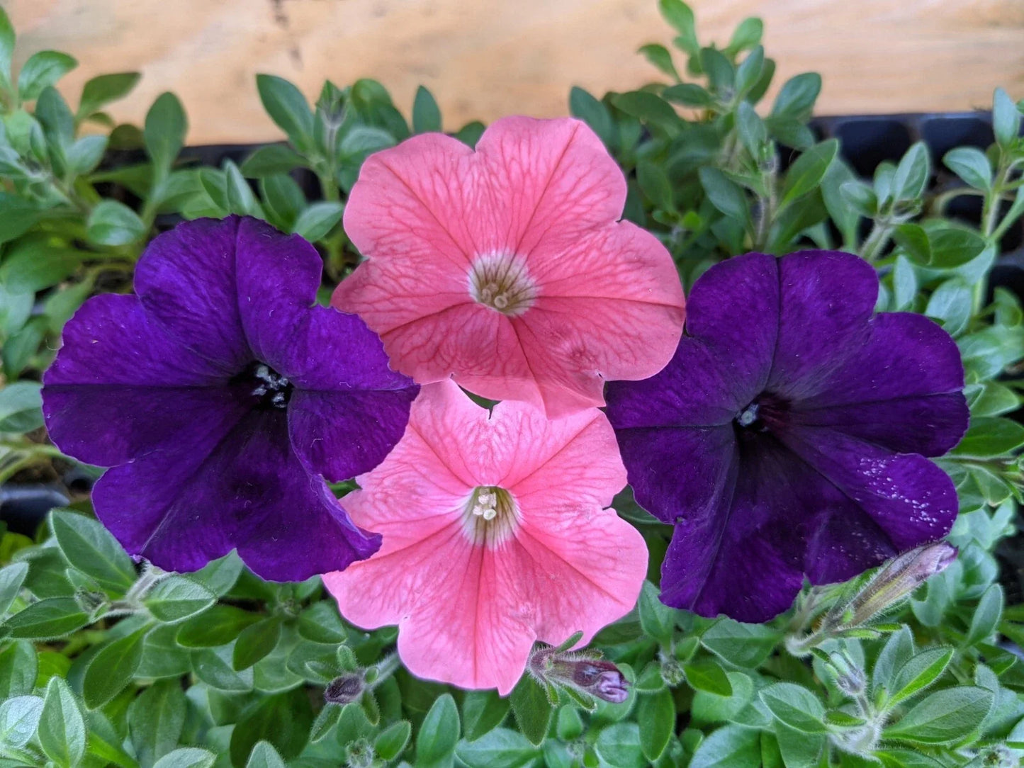 Petunia Live Plants Combo 10 Baby Plugs E3 Easy Wave Coral & Navy Velour Hybrid Annuals for Sun Gardens