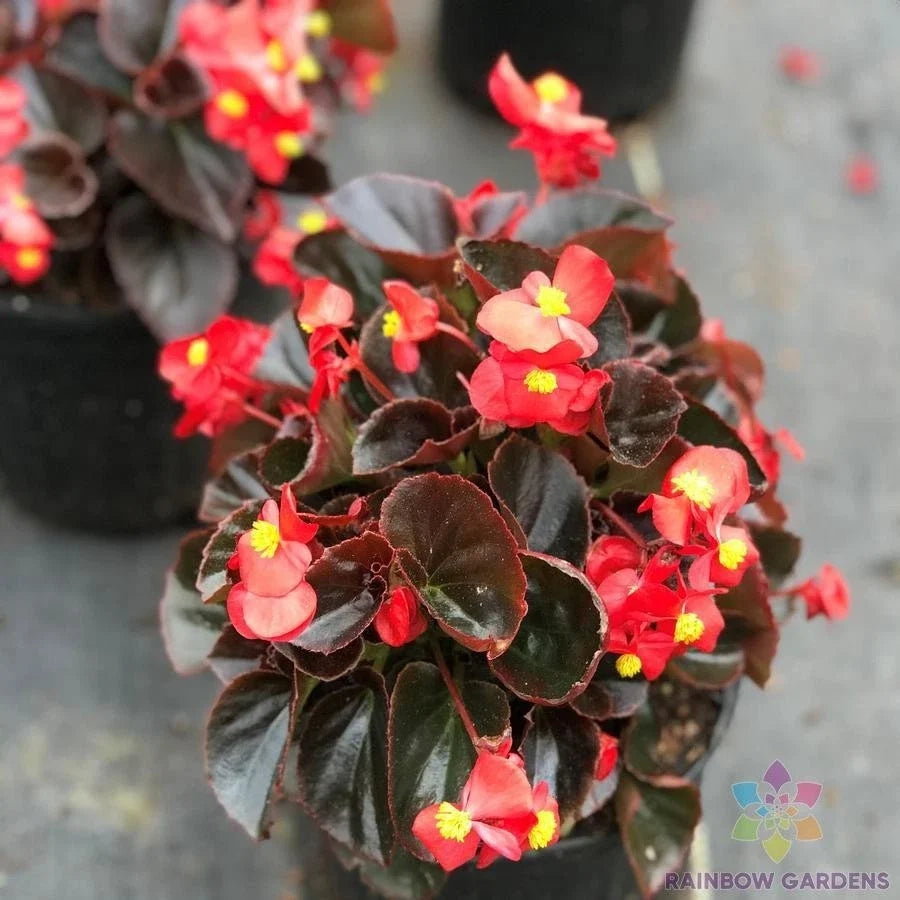 Cocktail Vodka Begonia Seeds - 25+ Premium Begonia x tuberhybrida Seeds for Garden Planting
