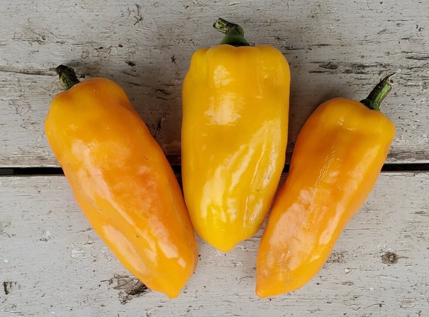 Fresh Sweet Golden Marconi Pepper Seeds - 20 Premium Capsicum annuum for Garden & Culinary Use