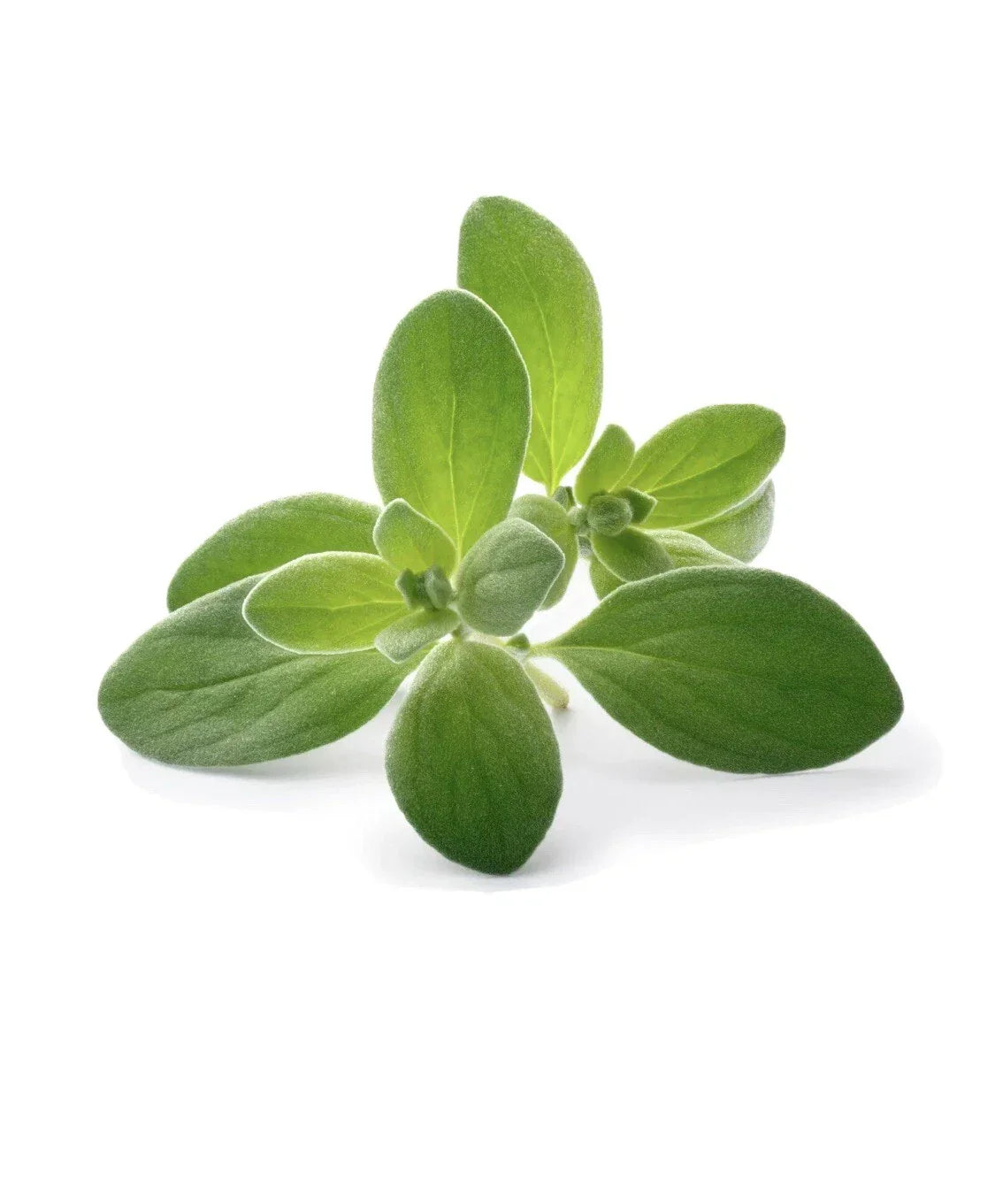 Sweet Marjoram Seeds - 100 Pack - Origanum Majorana Culinary Herb