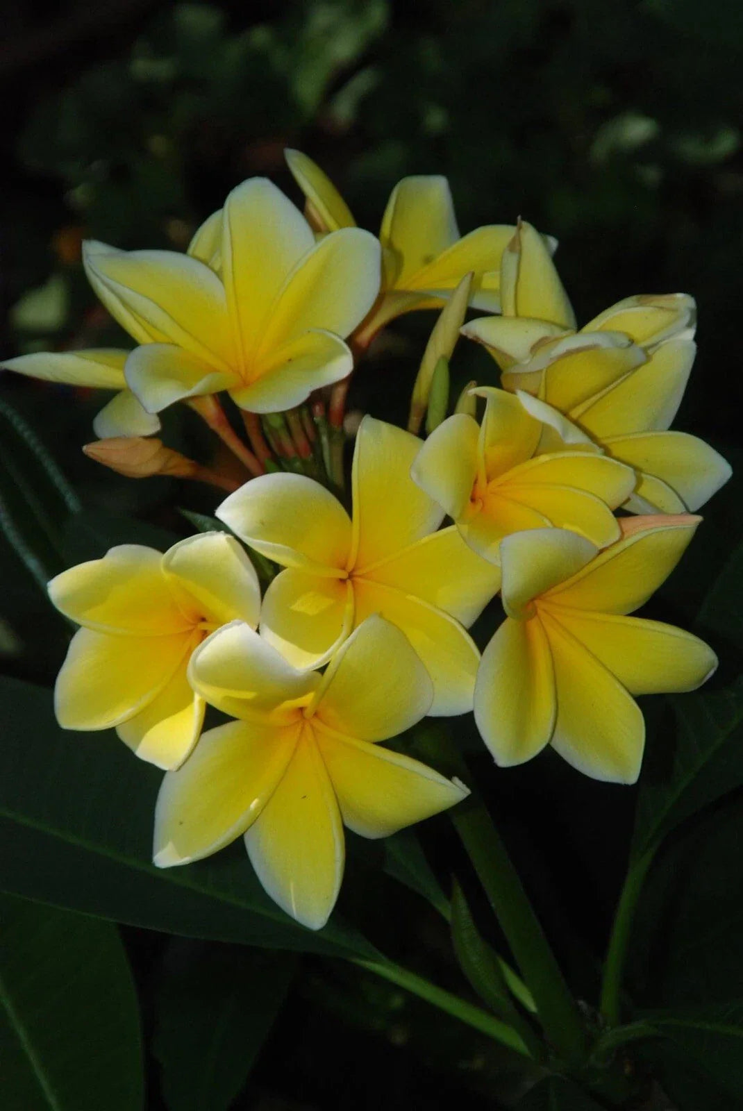 Plumeria Cutting 15-20 Inches Florida Grown Frangipani Tropical Plant for Garden or Indoor Use