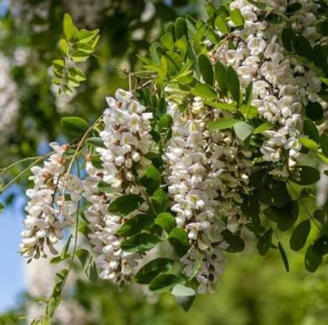 Black Locust Sapling Bare Root Live Plant Robinia pseudoacacia for Reforestation and Landscaping