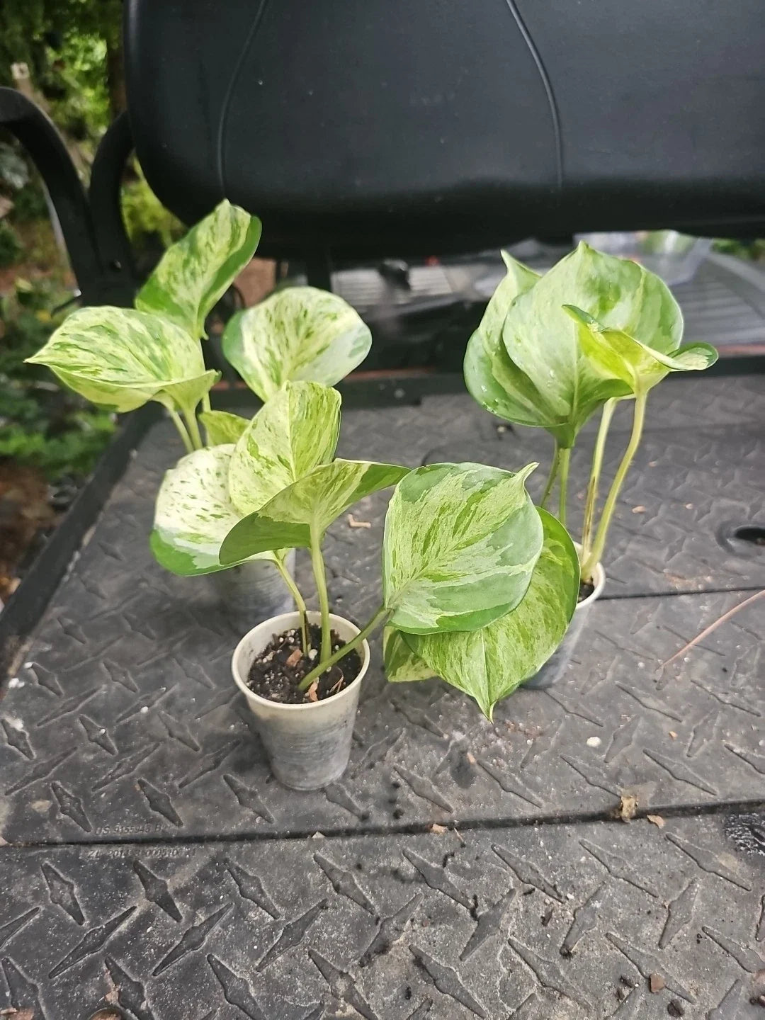 Manjula Pothos Plant 2.5" Pot Variegated Epipremnum aureum Live Houseplant