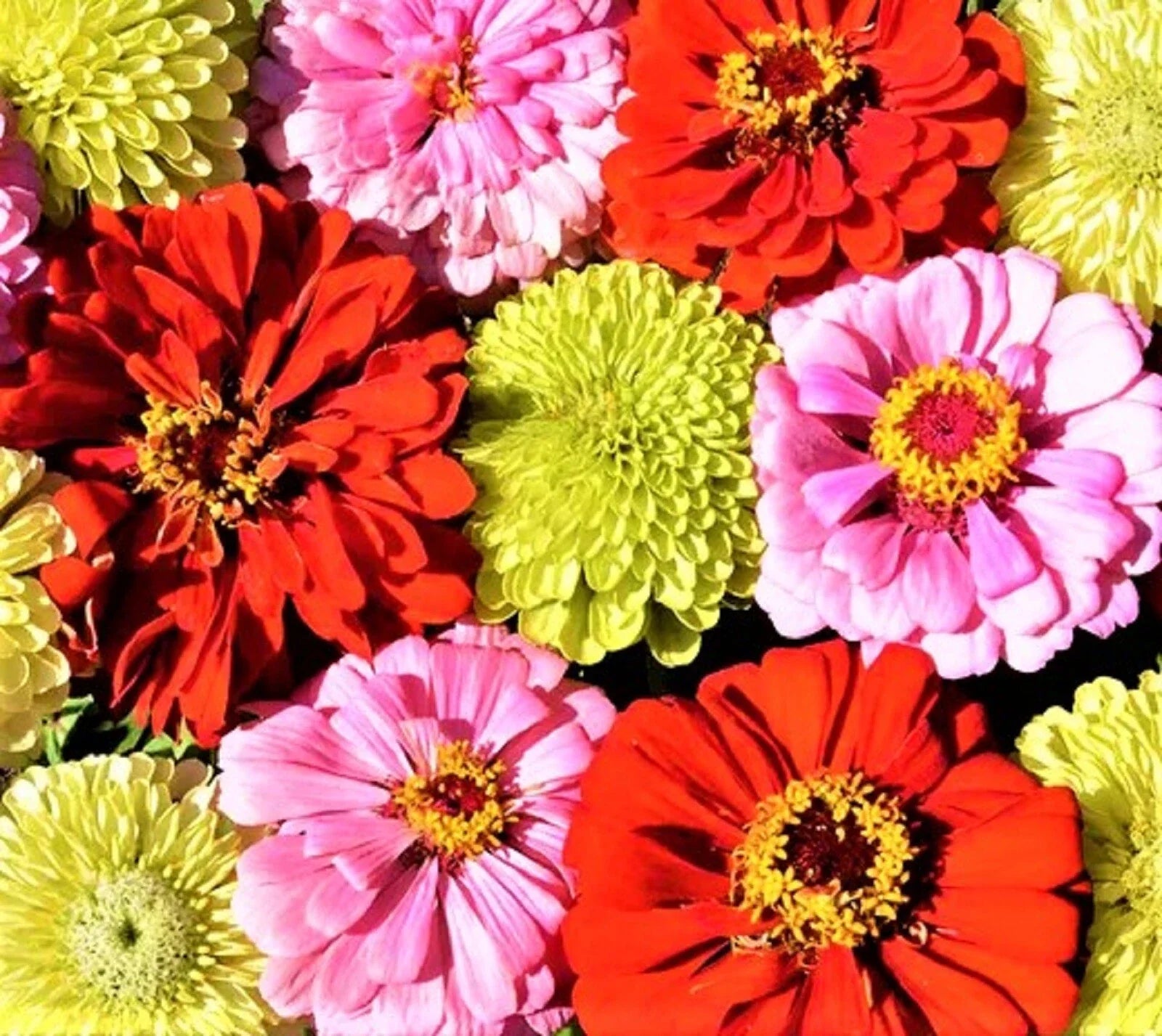 Pink Lemonade Zinnia Seed Mix - 100+ Non-GMO Seeds for Colorful Gardens - Zinnia elegans Annual Flowers
