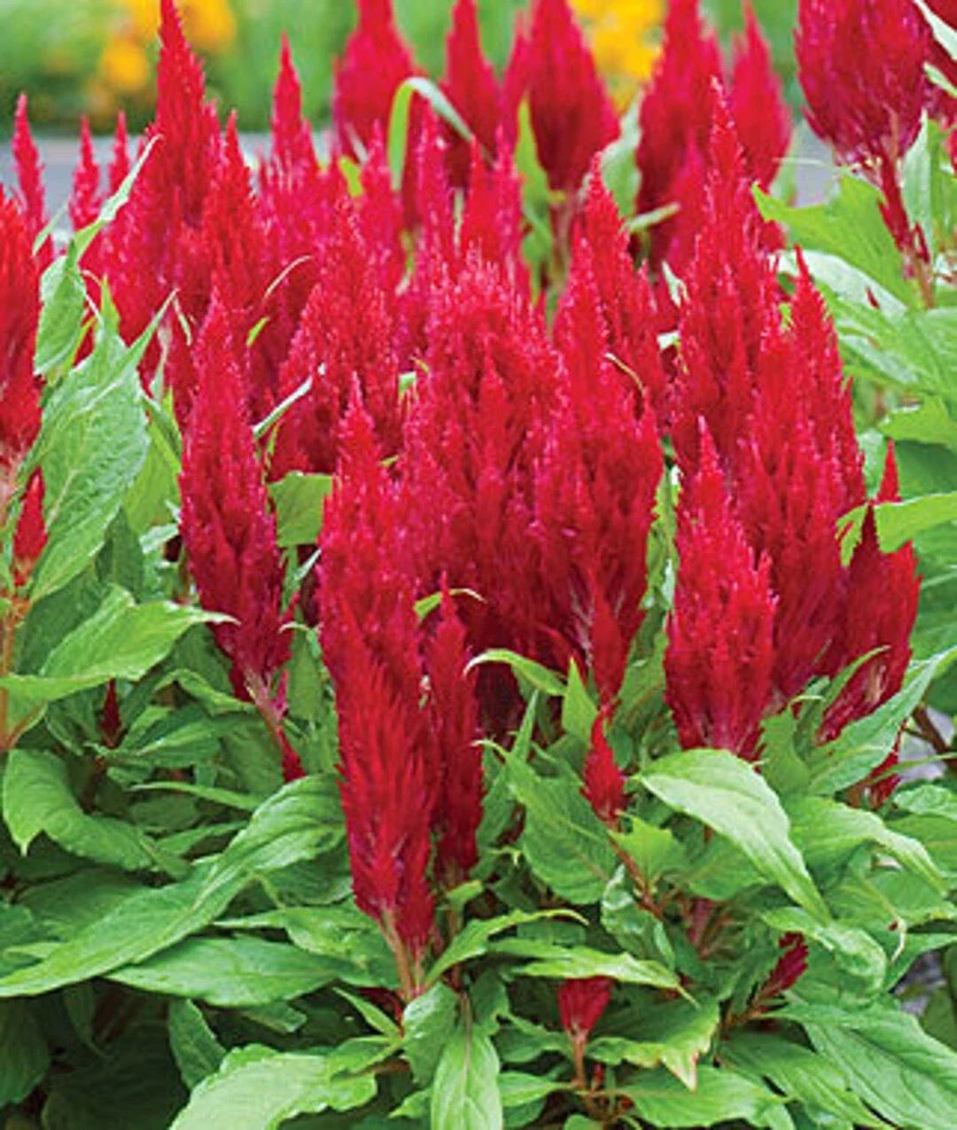 Celosia Seeds Pack | Red Cockscomb Flower Seeds | Over 150 Celosia argentea Seeds for Cutting Gardens & Borders