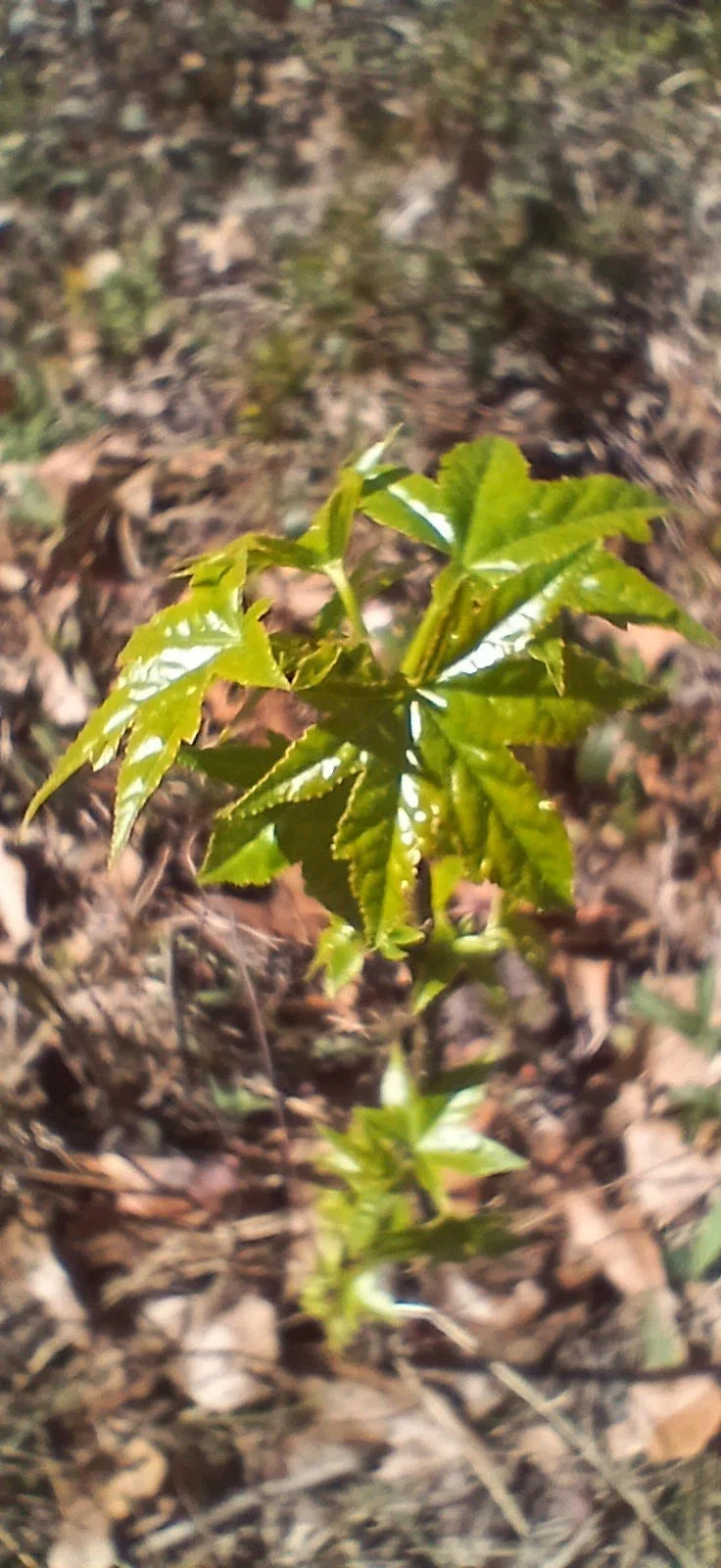 Sweet Gum Trees 5-Pack Seedlings 10"-1ft Tall Liquidambar styraciflua Native Southern Alabama