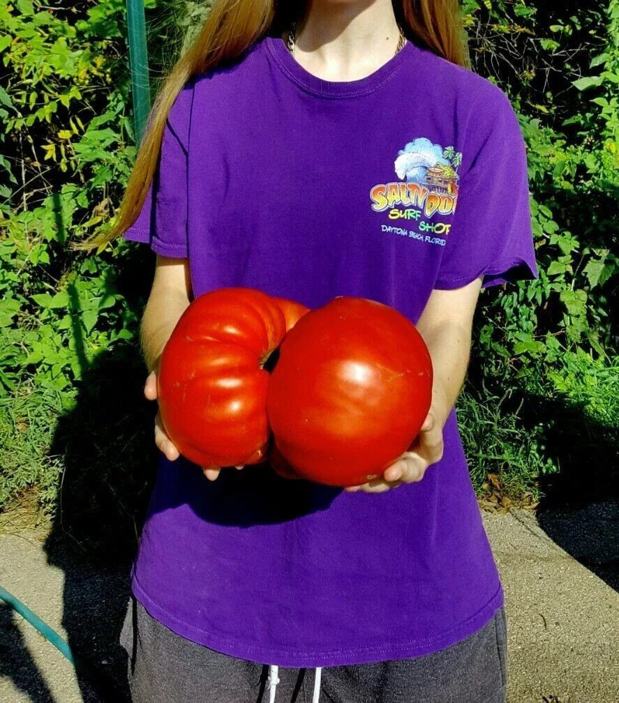 Big Zac Tomato Seeds - 30+ Count - Rare Heirloom - World Record Size Tomatoes