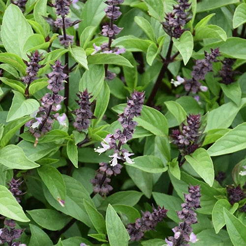 Cinnamon Basil Seeds - Heirloom Non-GMO - Ocimum basilicum 'Cinnamon' - Culinary Herb for Indoor & Outdoor Gardening