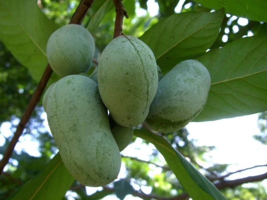 Live Pawpaw Plant Seedling 6" | Asimina triloba Rooted Tree for Garden or Container