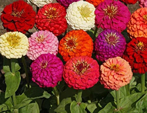 Dahlia Flowered Zinnia Seeds - Multicolor Mix, 100+ Fresh USA-Grown Flower Seeds for Garden, Borders & Cut Flowers