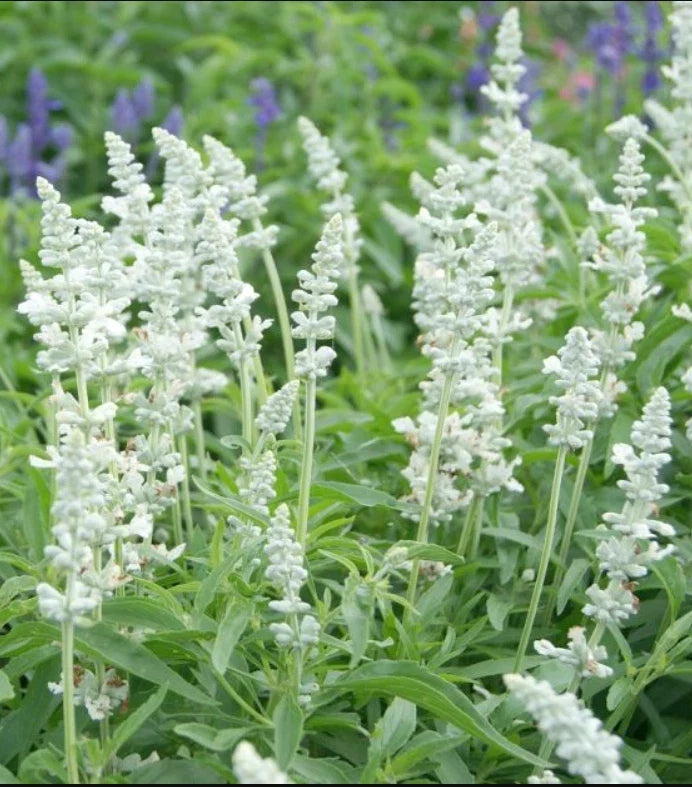 Salvia Seeds 200 Count Victoria Series White Non-GMO Pollinator-Friendly Plant Salvia nemorosa