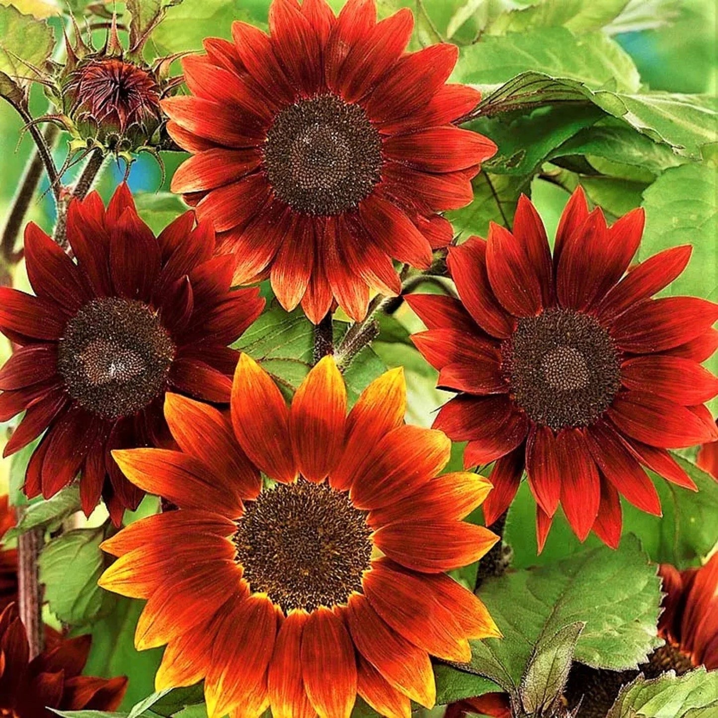 Sunflower Seeds 25 Count Rouge Royale Helianthus annuus Premium Garden Flower Seeds