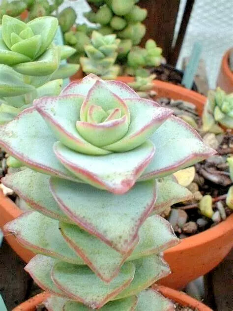 Succulent Crassula Perforata 2" Live Plants - String of Buttons, Easy Care Indoor Outdoor Succulent, Crassula perforata