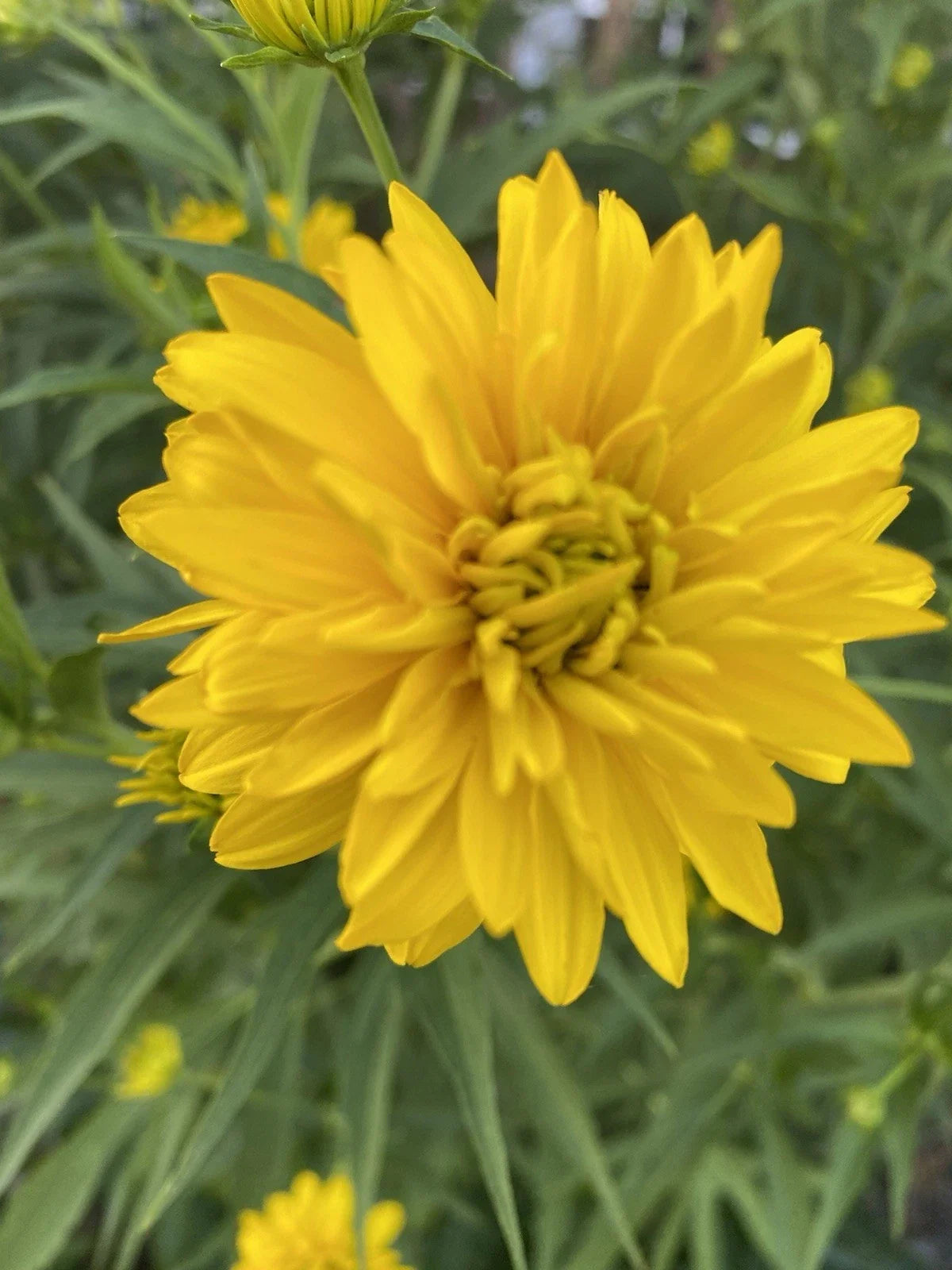 Golden Ball Rudbeckia Bare Roots - 5 Pack, Echinacea Rudbeckia hirta Perennial for Borders & Gardens
