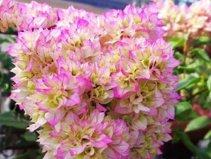 Rare Bougainvillea Cuttings - 3 Fresh Double Petals White Pink - Bougainvillea spectabilis Flowering Vine