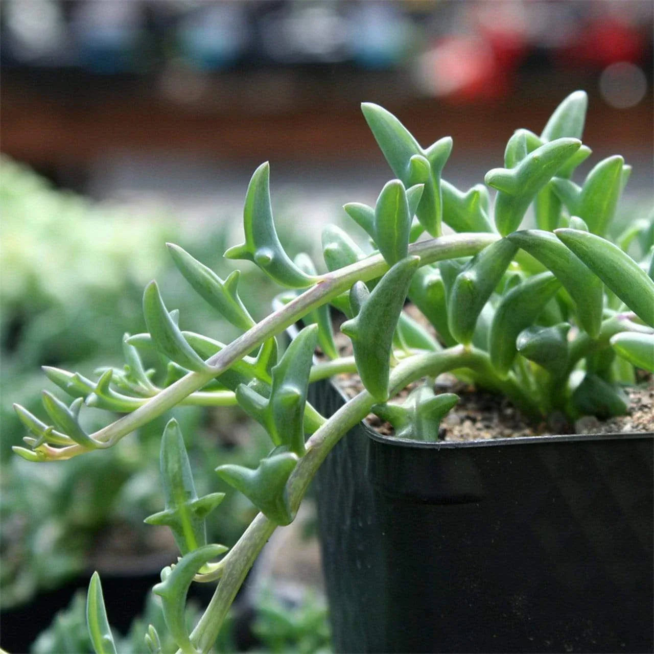 Senecio Peregrinus Cuttings - 3 Pack Unrooted String of Dolphins Succulent Plants