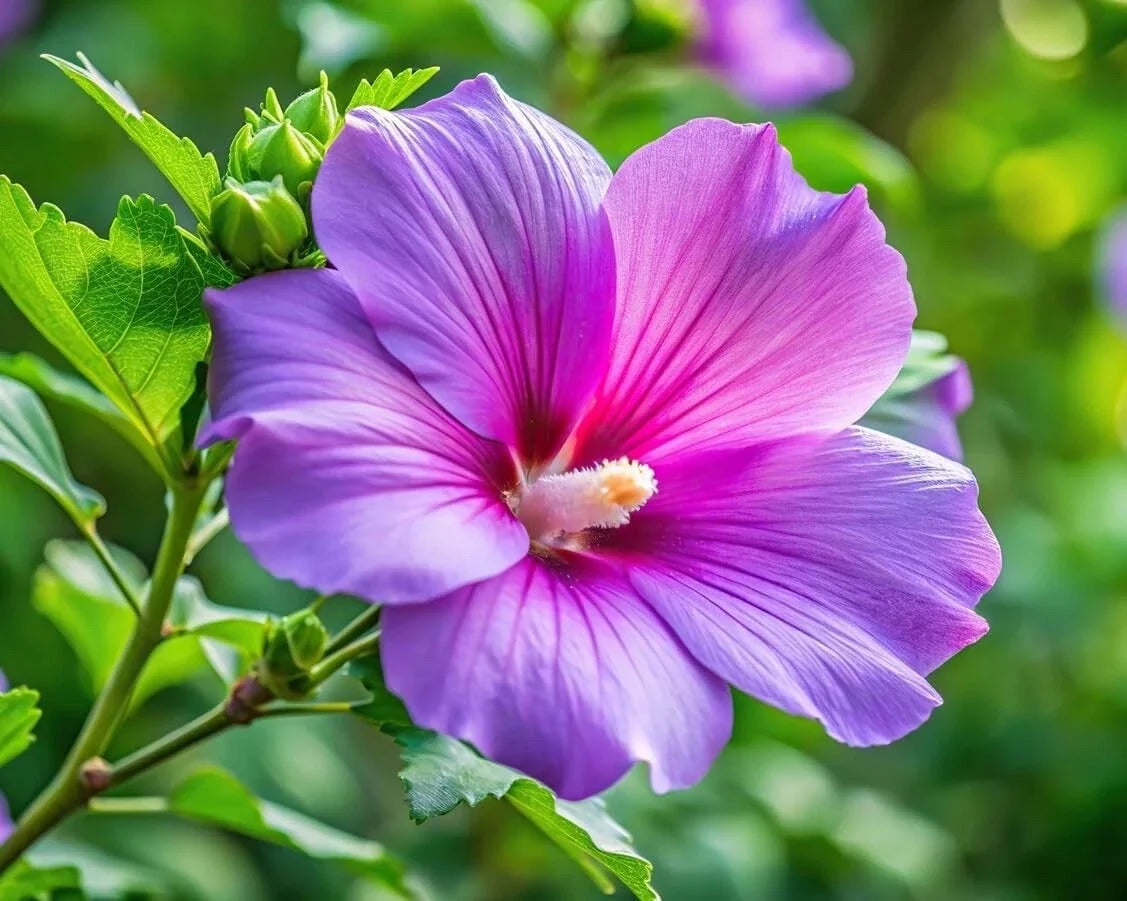 Purple Hibiscus Plant Seedling - Tropical Flowering Hibiscus rosa-sinensis for Garden or Pot