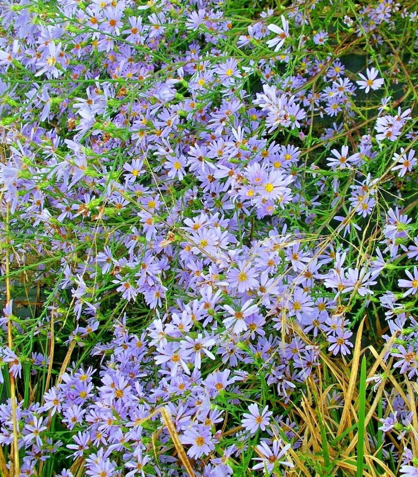 Sky Blue Aster Seeds - 100+ Perennial Native Wildflower for Summer & Fall Garden