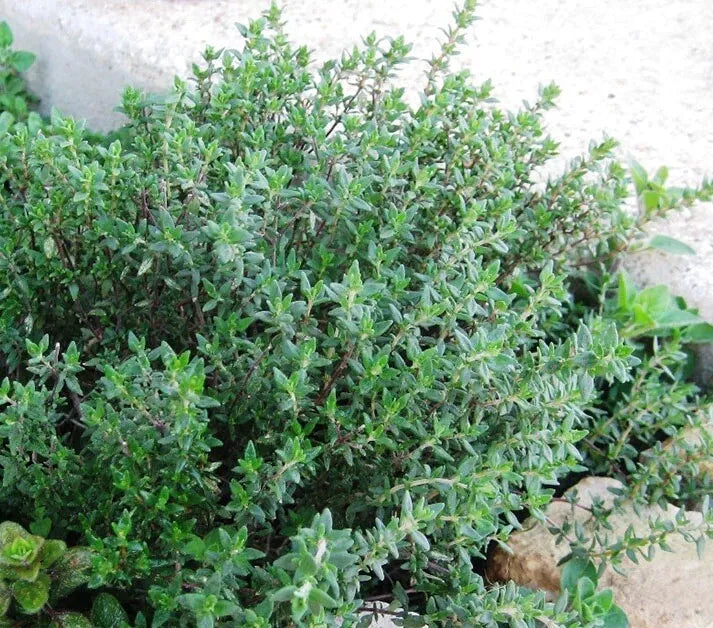Thyme Seeds 1000+ Heirloom Non-GMO (Thymus vulgaris) - Culinary Herb Seeds