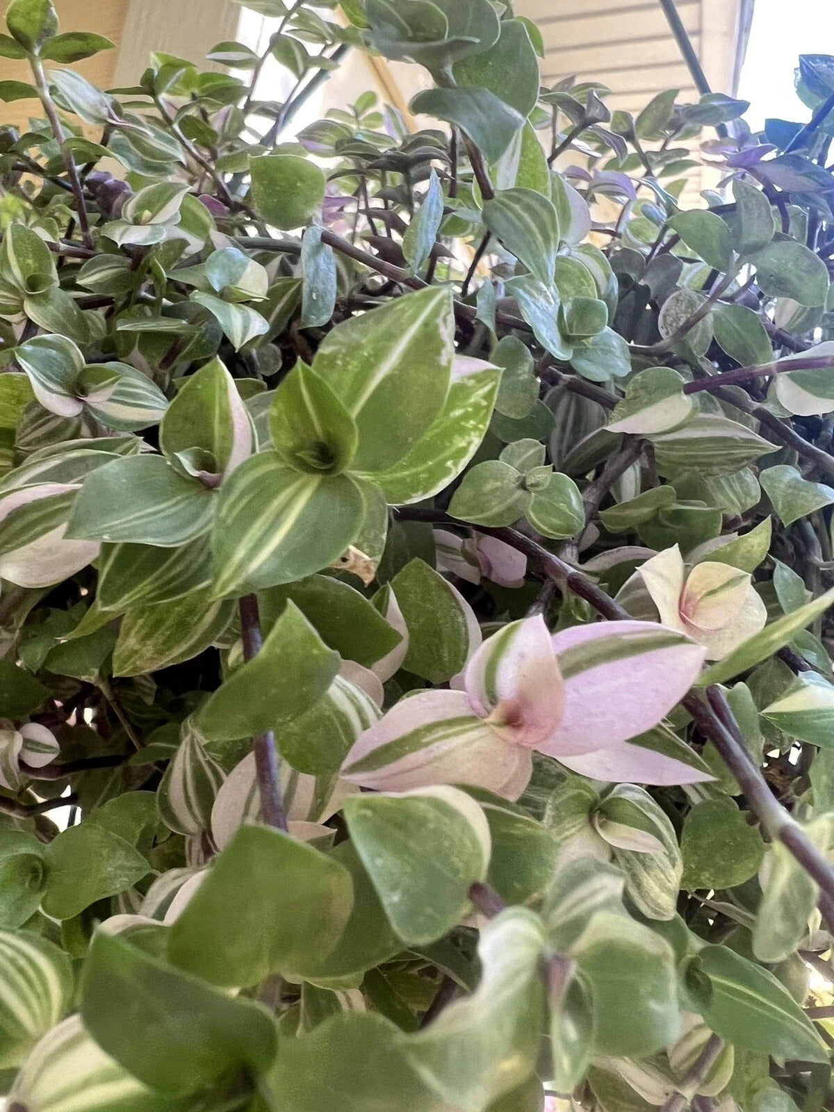 Variegated Callisia Repens Cuttings - 5 Live Wandering Tradescantia Plant Propagation Cuttings for Indoor Decor