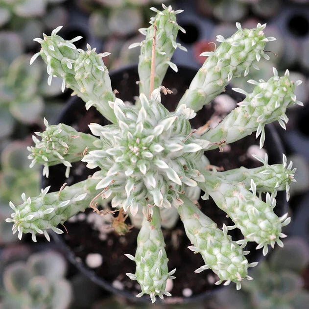 Euphorbia Mammillaris Variegata - Indian Corn Cob 5" Rooted Succulent Plant