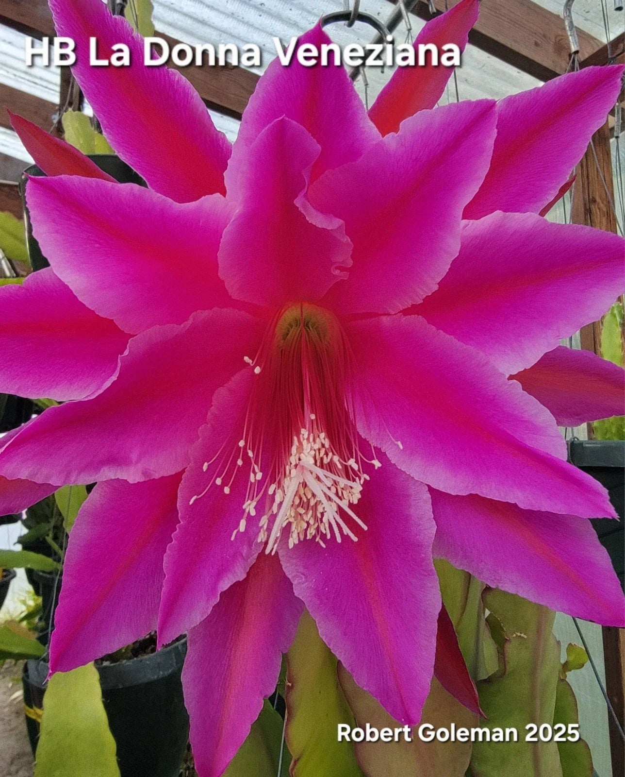 Epiphyllum Cutting - Unrooted - 'HB La Donna Veneziana' Exotic Cactus Plant for Indoor & Outdoor Gardening