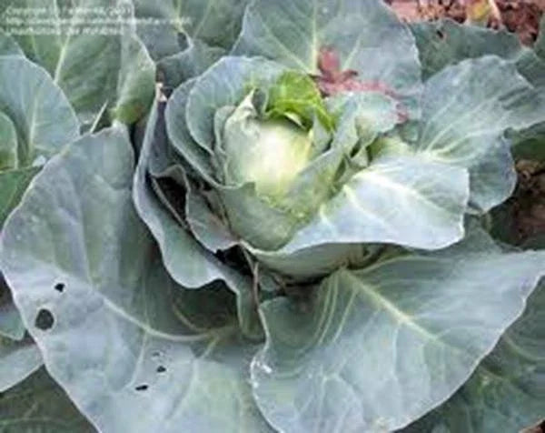 Heirloom Cabbage Seeds, Charleston Wakefield, Non-GMO, Brassica oleracea, 25+ Seeds