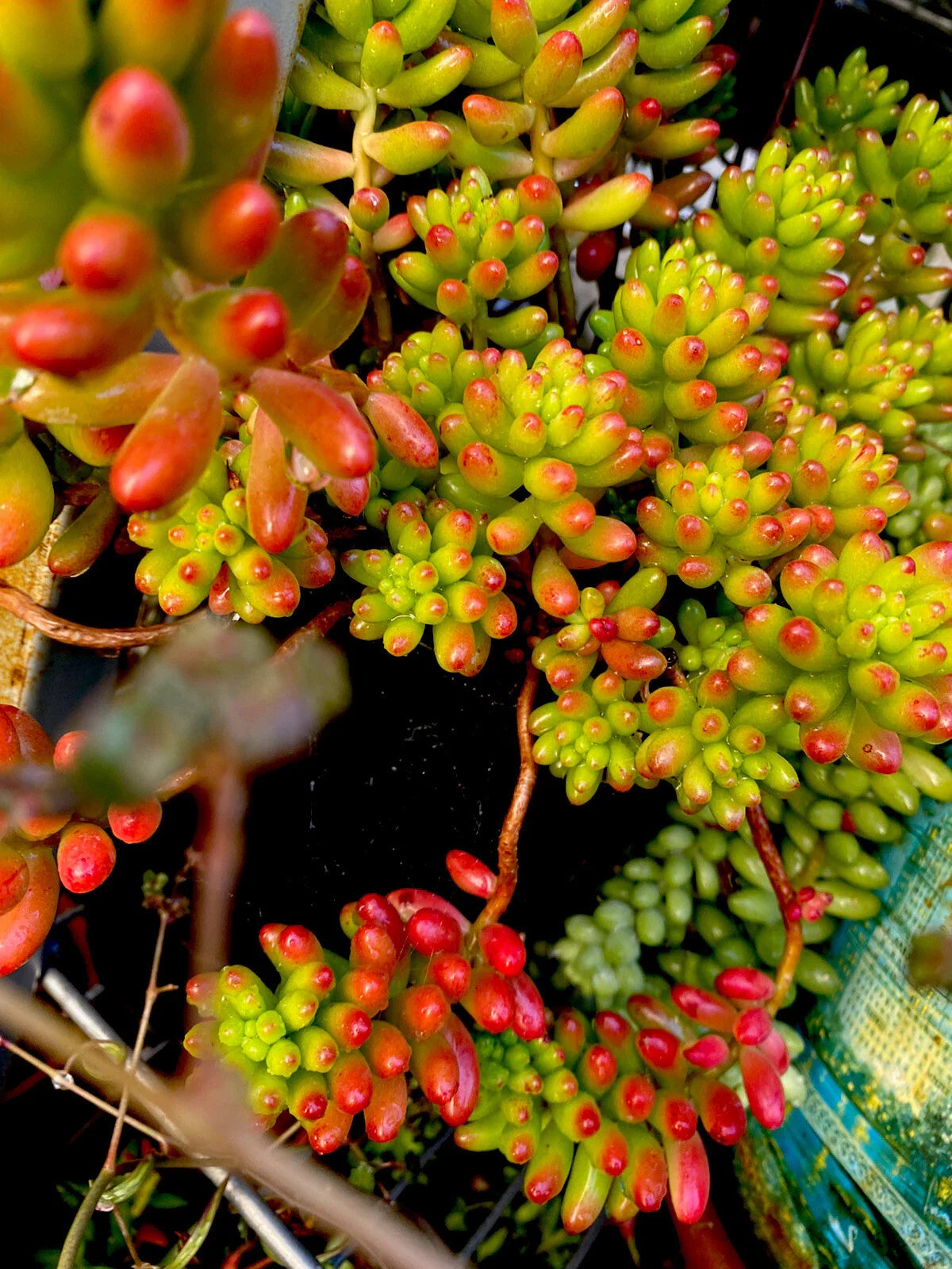 Succulent Cuttings - Variegated Sedum Rubrotinctum 'Pork & Bean' Jelly Beans - Drought-Tolerant Indoor & Outdoor Plants