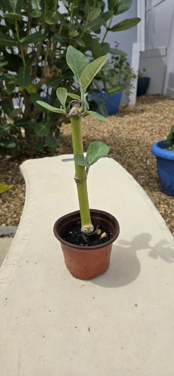 Rooted Calotropis Gigantea Starter Plant, Purple Giant Milkweed, 4-Inch Pot, Easy Care Houseplant, Butterfly Attracting
