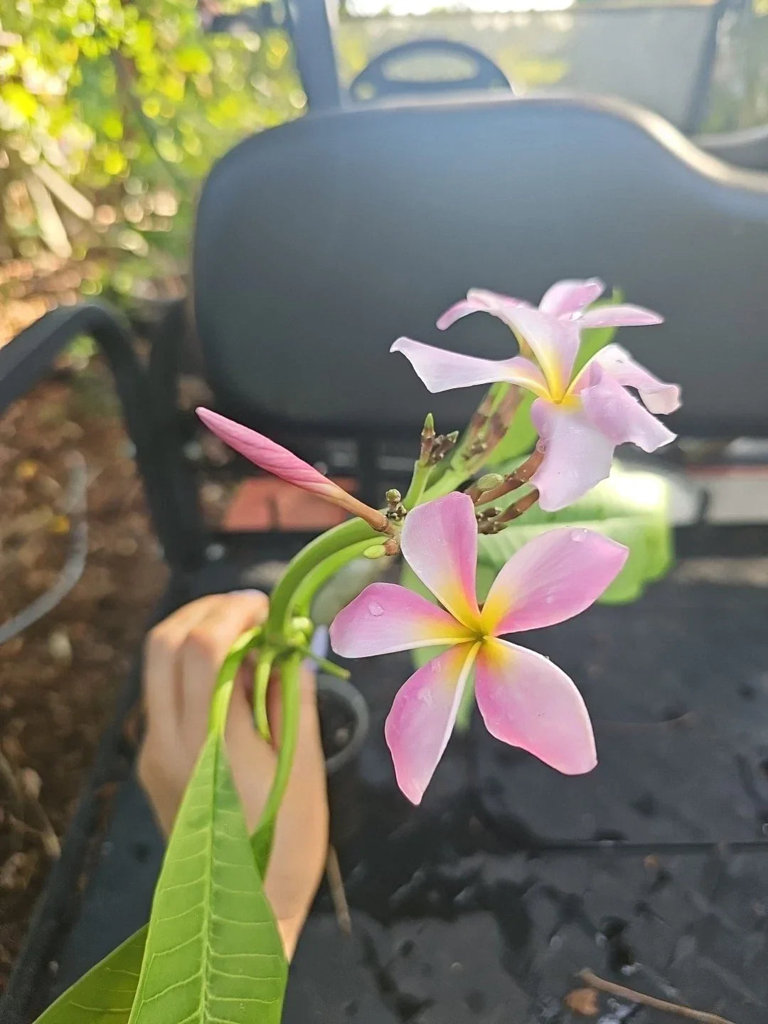 XL Rooted Plumeria Live Plant Cutting - Pink Yellow Flower in Bloom