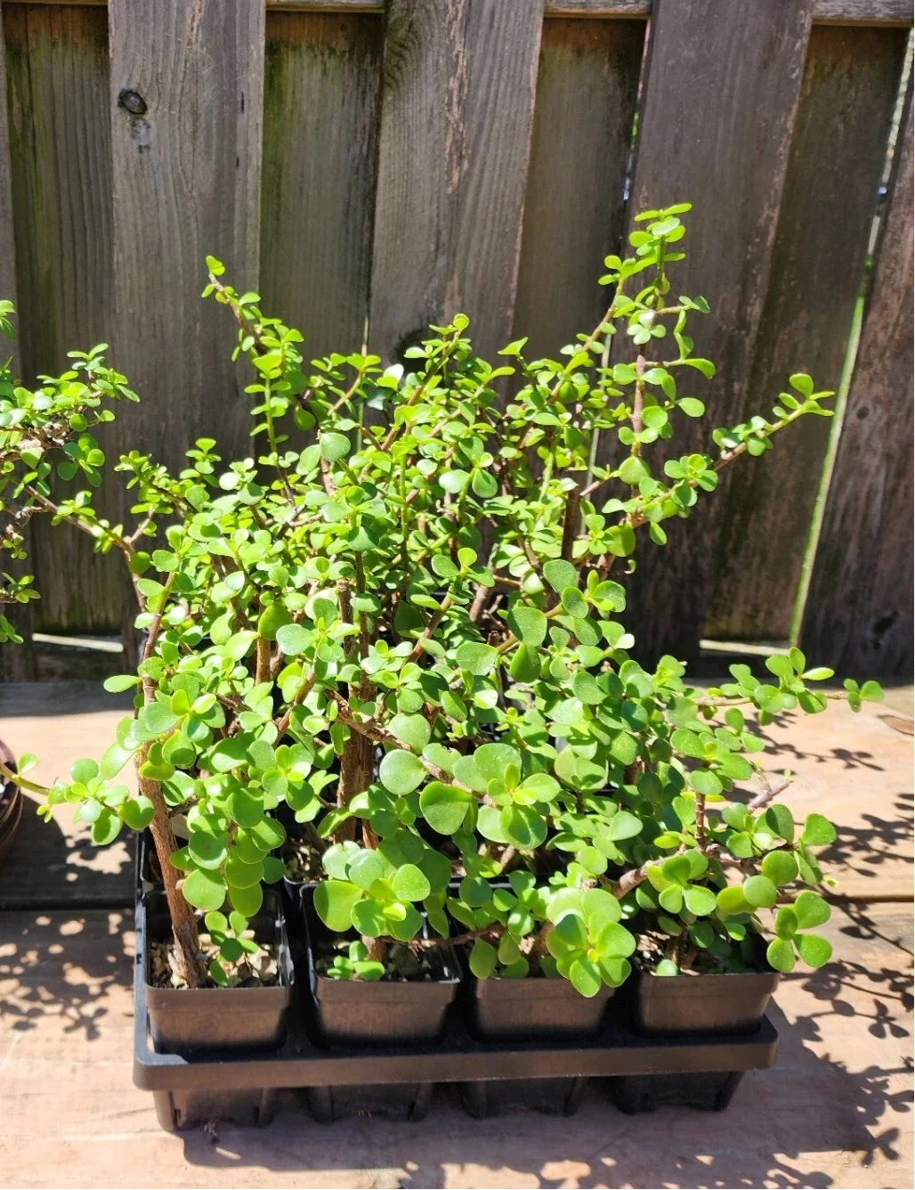 Rooted Dwarf Jade Bonsai Portulacaria Afra with Cork Bark | Indoor Succulent Plant