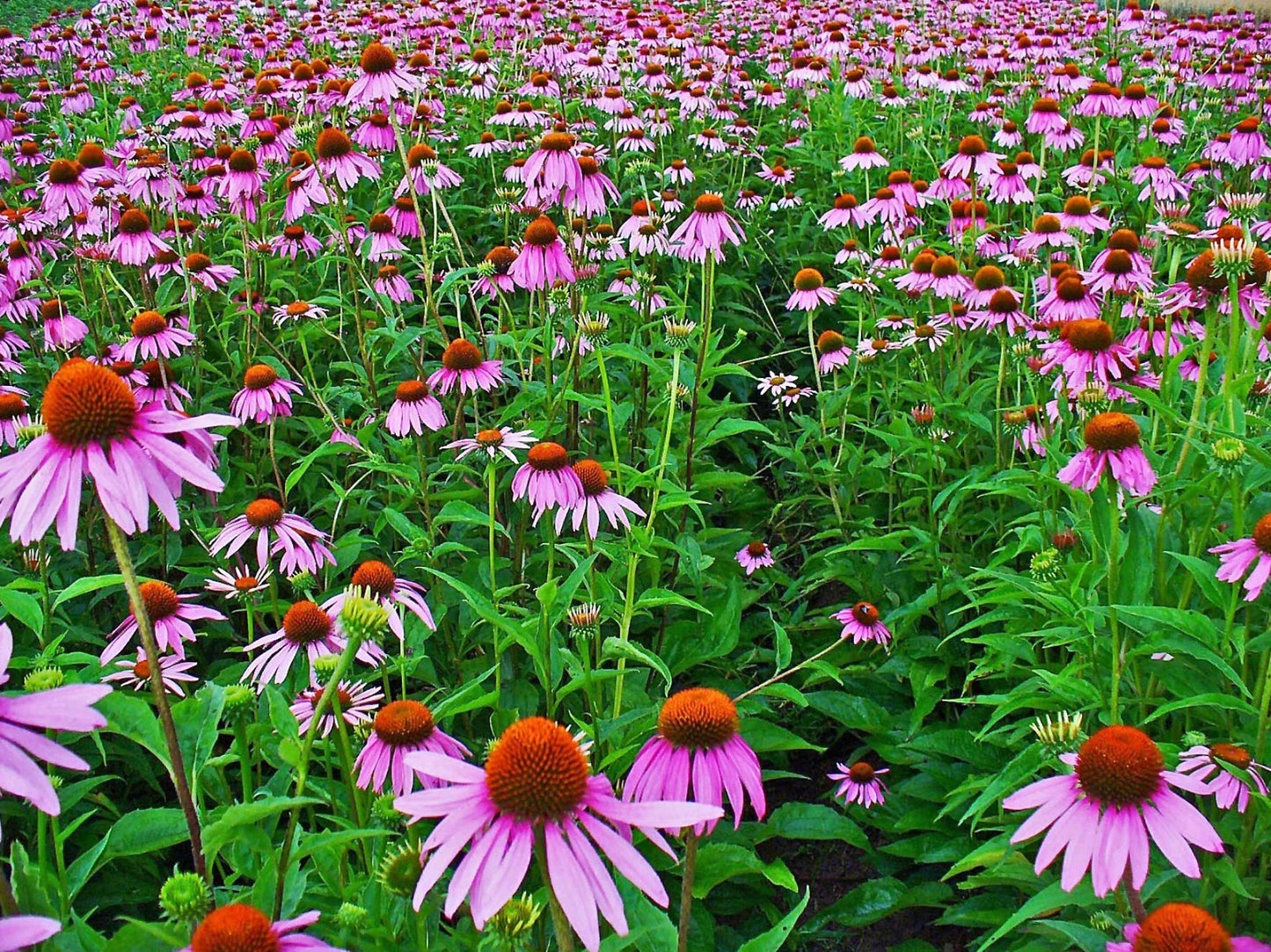 Echinacea Seed Pack - 250+ Purple Coneflower Seeds - Echinacea purpurea - Perennial Flower for Garden, Pollinator Attractant