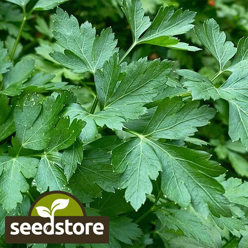 Italian Dark Green Parsley Seeds | Heirloom Non-GMO | Petroselinum crispum