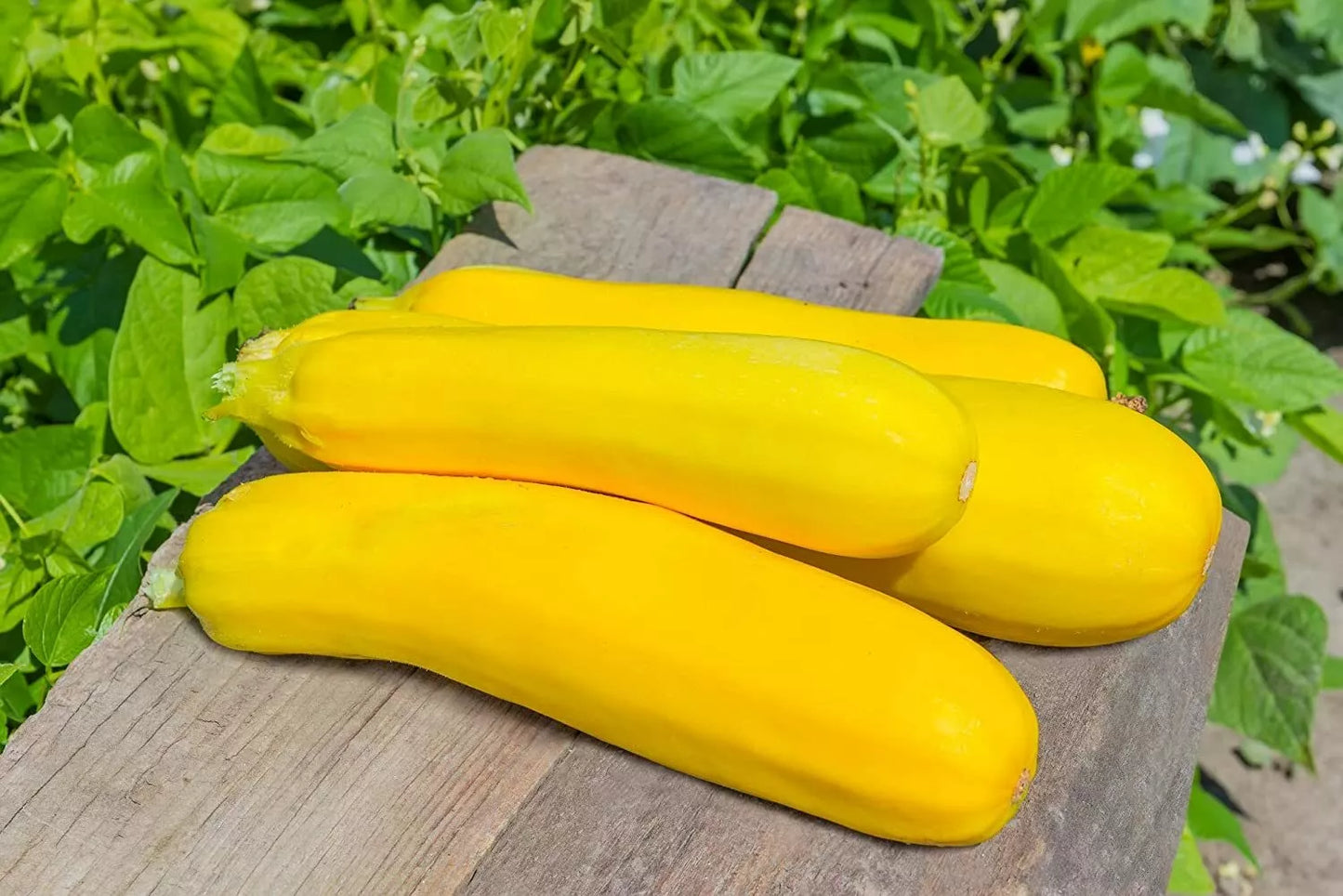 Summer Squash Seeds 50 Pack Cucurbita pepo, Nutritious, Easy to Grow, Made in USA