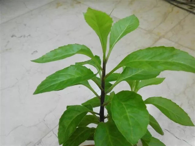 Longevity Spinach Starter Plant Gynura Procumbens Nutritious Green Leaves for Garden, USDA Zones 9-11