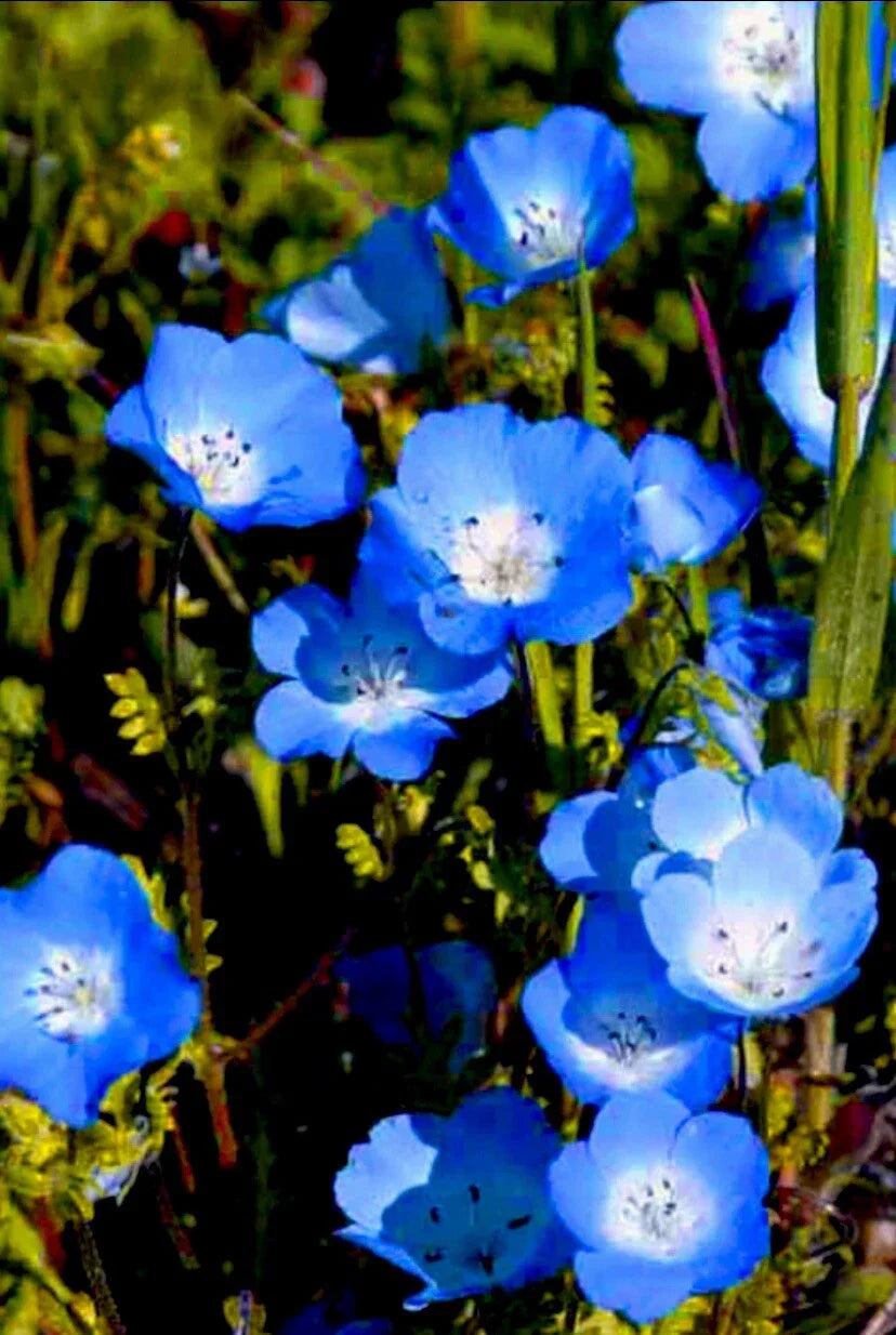 Baby Blue Eyes Flower Seeds - 100 Count | Easy to Grow, Drought Tolerant Nemophila menziesii