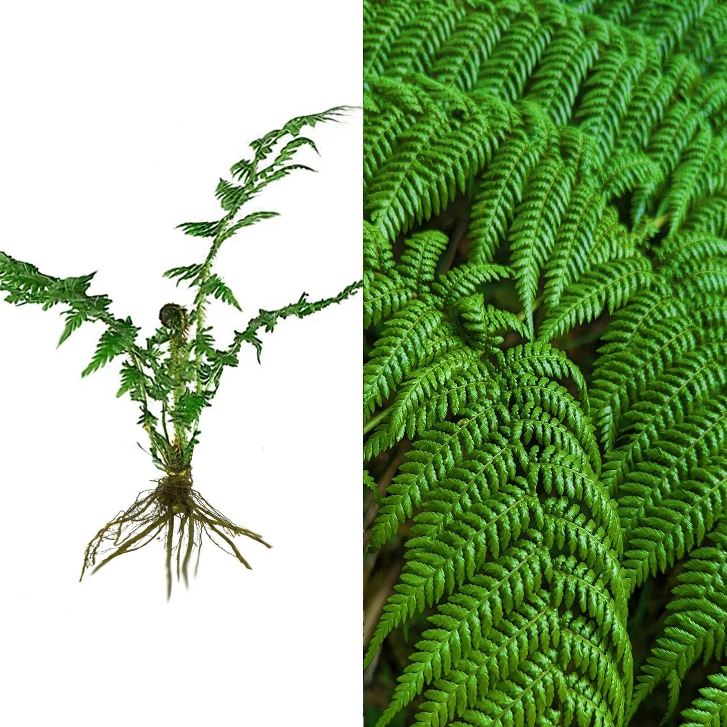 Live 6" Bare Root Cyathea Tree Fern – Exotic Hard Curled Leaf, Tropical Indoor & Outdoor Plant, Rare Fern for Garden & Decor