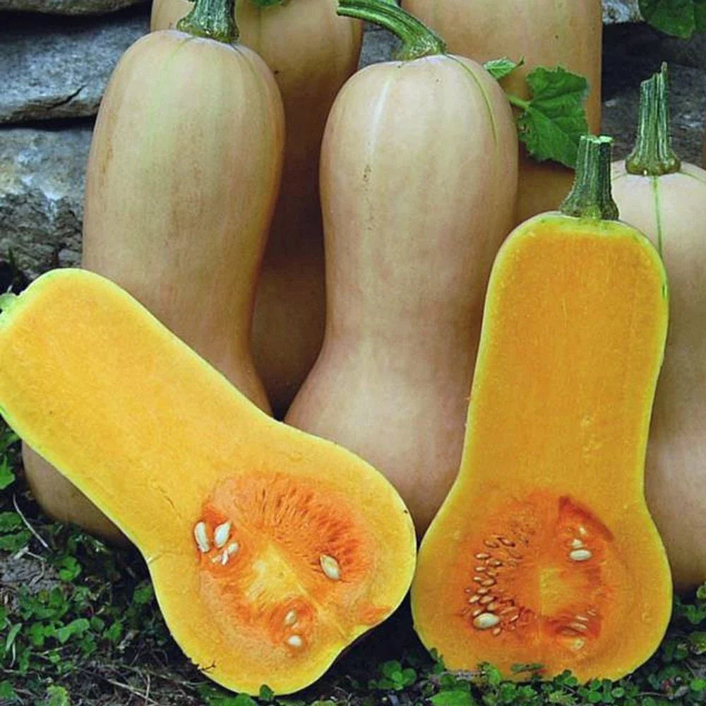 Butternut Squash Seeds 25 Non-GMO Waltham Cucurbita moschata Winter Vegetable for Home Garden